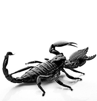 16110017_2717_File_scorpion - greyscale 2016-11-18 MC